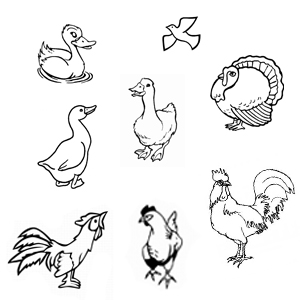 planse de colorat desene pasari domestice